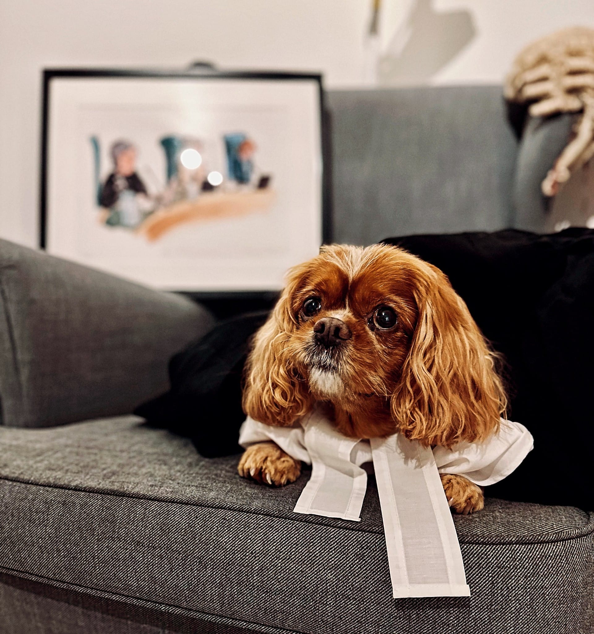 Flo, FI v DO and the Future: Dogs on Divorce