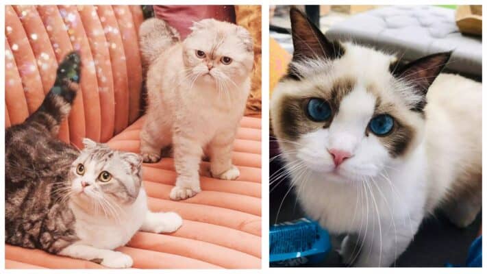She Who Laughs Last? Pets, Perpetuities, and Other Problems with the Last Will and Testament of Taylor A. Swift.