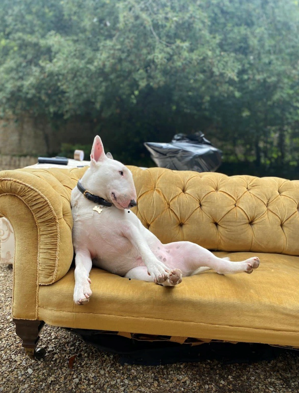 Ernest, a dog, sitting on a sofa.